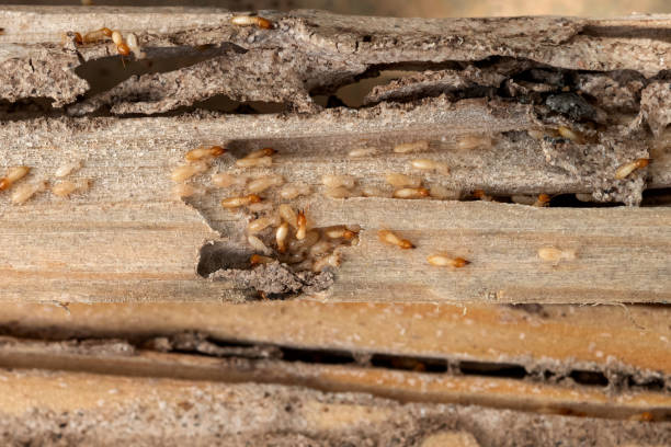 Best Pest Prevention Services  in Joseph City, AZ