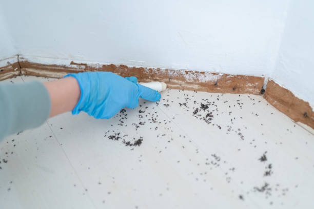 Best Affordable Pest Control Services  in Joseph City, AZ